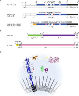 Combining Protein Ligation Systems to Expand the Functionality of Semi-Synthetic Outer Membrane Vesicle Nanoparticles